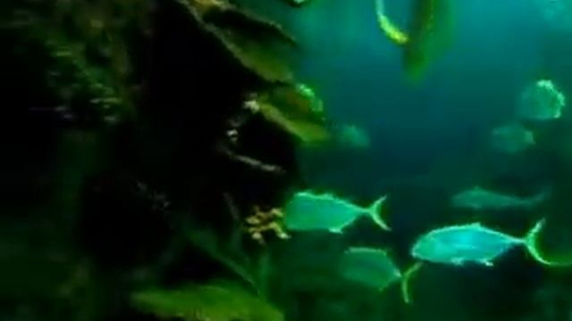 Акула в океанариуме Адлера смотреть онлайн