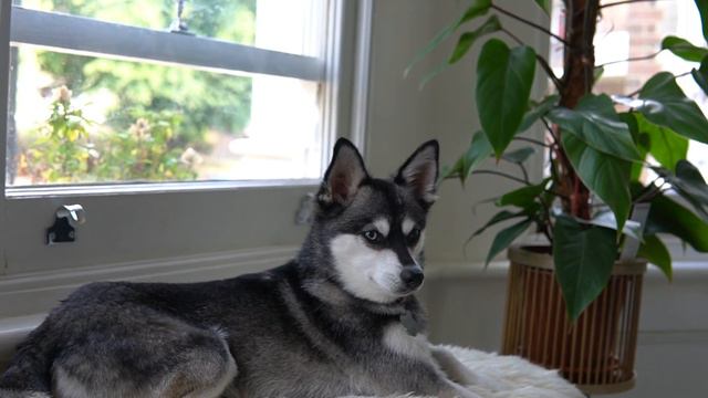 Buying An Alaskan Klee Kai