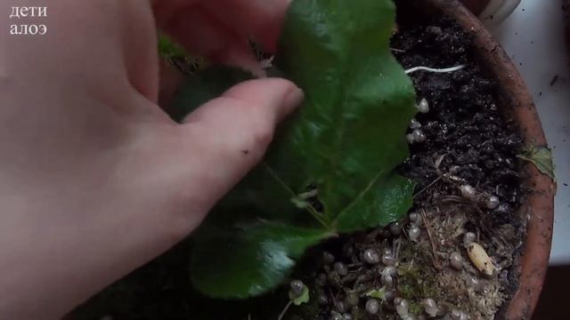 Вылупились улитки