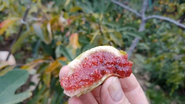 Найсмачніший інжир у Степана Михайловича. смотреть онлайн