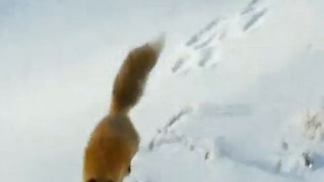 Как лисы охотятся зимой смотреть онлайн