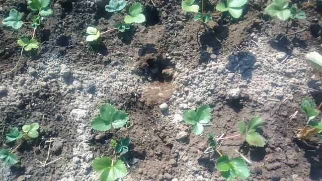 Нехитрый способ полить клубнику и сэкономить воду смотреть онлайн