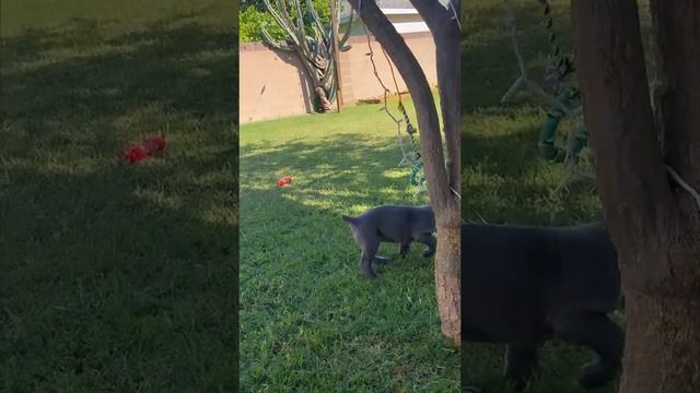 A cane corso puppy training #canecorso #puppies #dogs #cute #canecorsolovers #canecorsopuppies смотреть онлайн