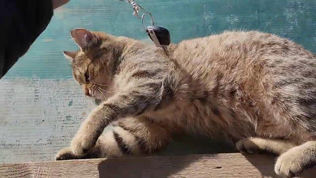 кошка тигр львица лев ягуар рысь пантера леопард пума семейства кошачьих смотреть онлайн