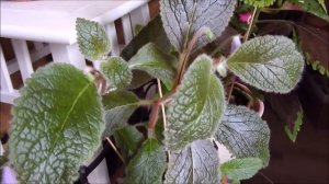 Eucodonia Adele