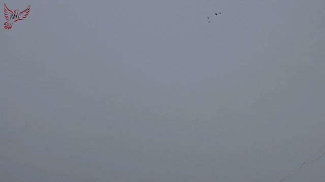 Лётные голуби заканчиваются, будем гонять декоративных! смотреть онлайн