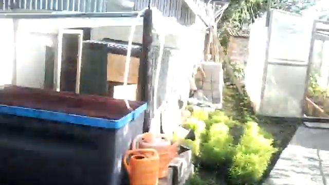 МУДРЫЙ ПЕТУХ КУКАРЕШКА ! смотреть онлайн