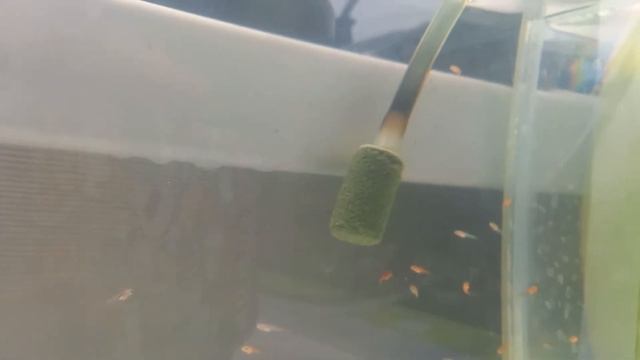 кормление мальков смотреть онлайн