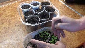 Бальзамин из семян  Как правильно распикировать рассаду бальзамина