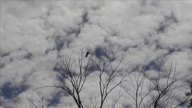 Crow Hunting june 22 смотреть онлайн