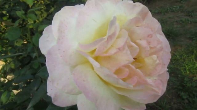 РОЗЫ. ЦВЕТЕНИЕ В АВГУСТЕ. смотреть онлайн