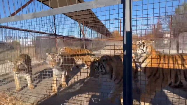 У двух вожаков-львов УДИВИТЕЛЬНЫЕ ОТНОШЕНИЯ !