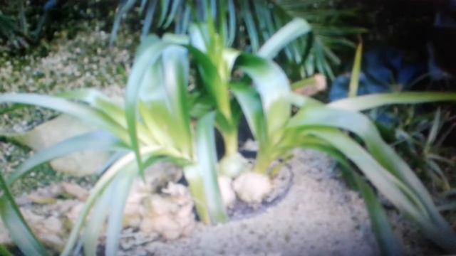 Индийский лук: лечебные свойства и противопоказания.