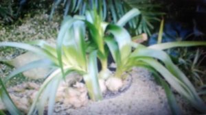 Индийский лук: лечебные свойства и противопоказания.