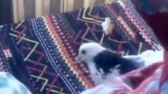Белый голубь кушает на моём балконе смотреть онлайн