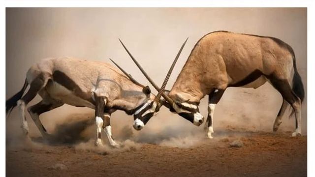 Еволюційні теорії Ж.-Б.Ламарка та Ч.Дарвіна смотреть онлайн