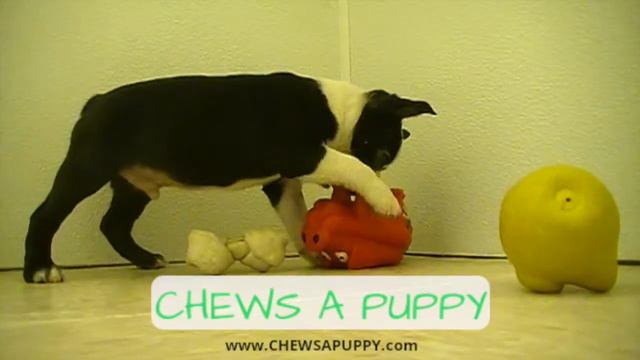 Boston Terrier Puppy For Sale | Black & White | Chews A Puppy смотреть онлайн