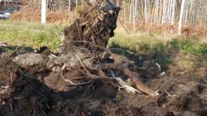 Как очистить участок от леса? Срубили деревья, что с корнями?