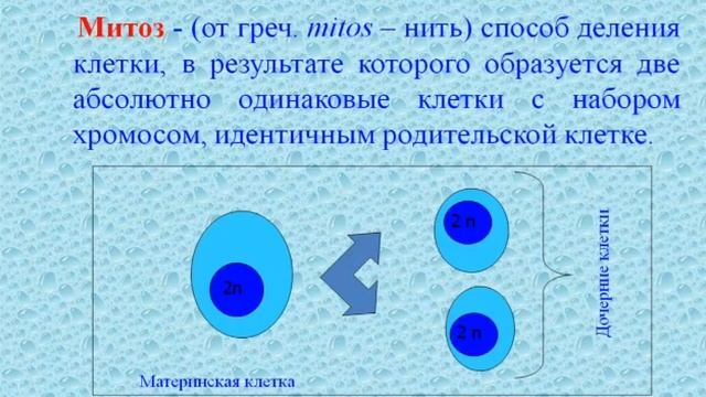 Деление клетки. Митоз.Фазы митоза. Биологическое значение митоза.