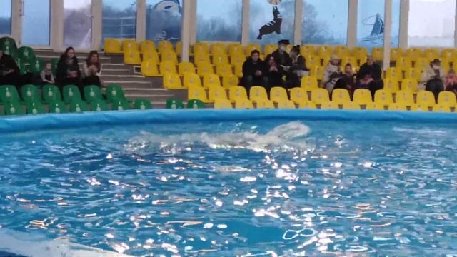 Разминка перед выступлением. Дельфины - афалины. смотреть онлайн