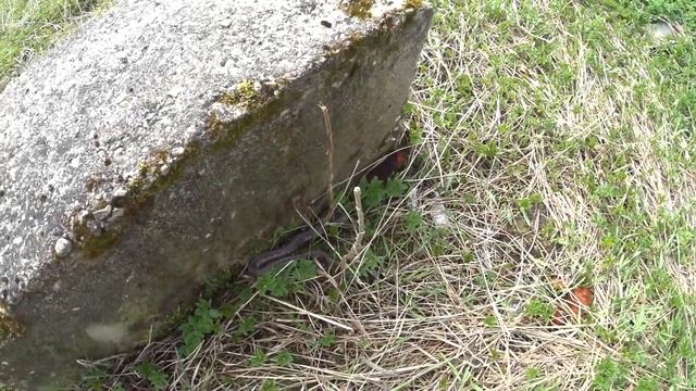 Почти замена пола в доме. Змеи на участке. Первомай. смотреть онлайн