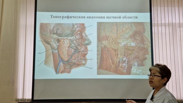 Топографическая анатомия щечной области смотреть онлайн