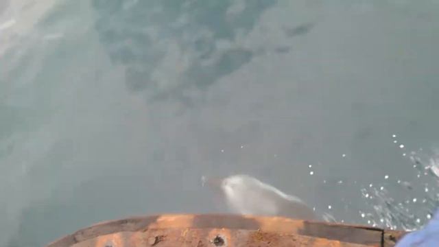 Териберка дельфин. смотреть онлайн