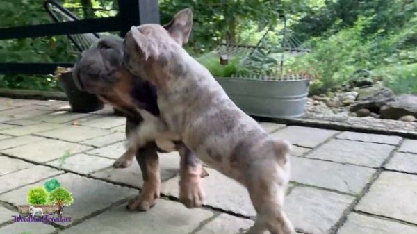 French Bulldog & Mini Olde English Bulldog Puppies Playtime
