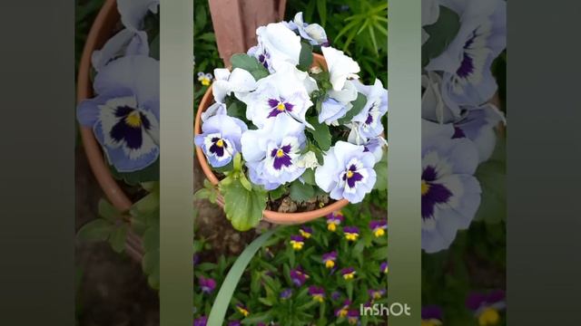 А лето цвета неба 🌞 смотреть онлайн