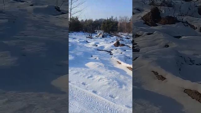 Маламут в упряжке смотреть онлайн