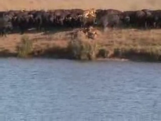 Лучшие ролики AnimalPlanet - спасение дитеныша буйвола смотреть онлайн