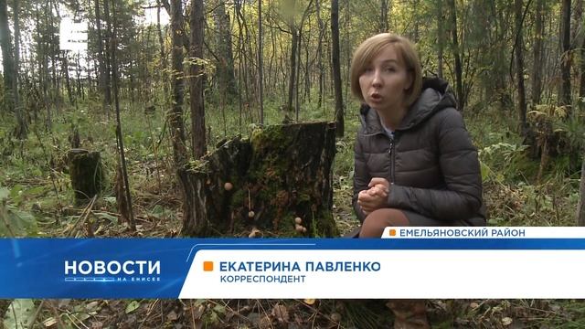 Под Красноярском собирают небывалый урожай грибов смотреть онлайн