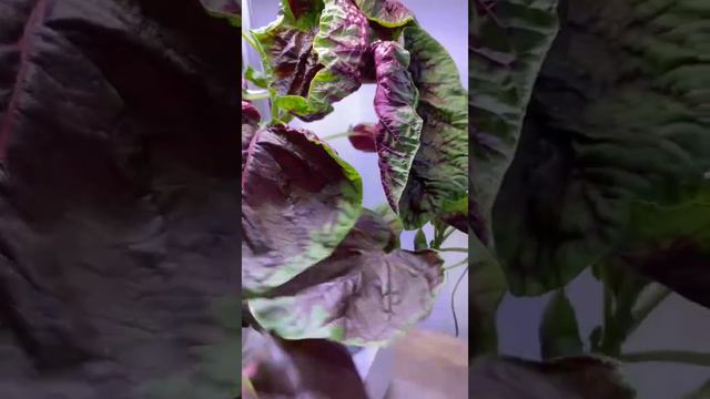 Ahoprgarden-Harvesting red amaranth and seeing them flourish #ahopegarden #garden #hydroponics смотреть онлайн