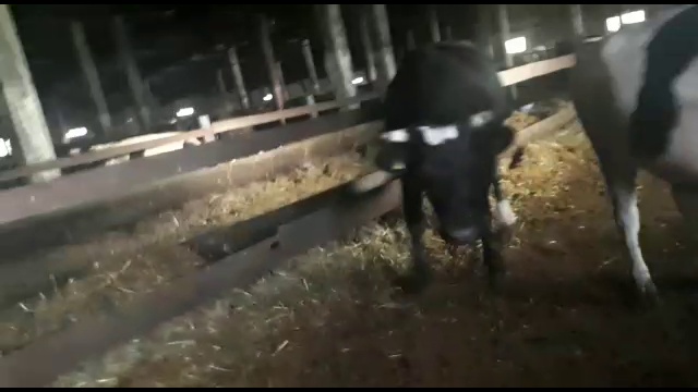 Застрявшая корова смотреть онлайн