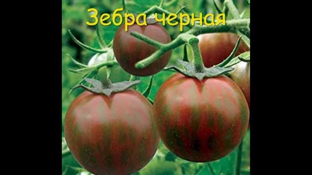 Каталог томатов 2023 г.  Часть 4. г. Киров. Ватсап, Вайбер т. 89229284031