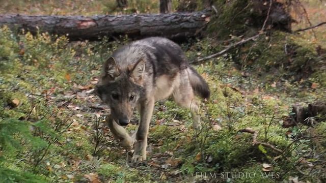 Волчата и ёж. Иголки против острых зубов | Film Studio Aves смотреть онлайн