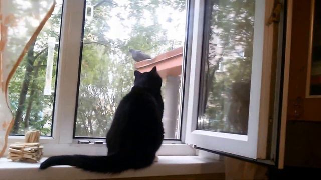 Охотничий инстинкт... | Cat! The hunting instinct... смотреть онлайн