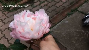 Пион «Mrs. Franklin D.Roosevelt» (Миссис Франклин Д. Рузвельт) первое неполноценное цветение