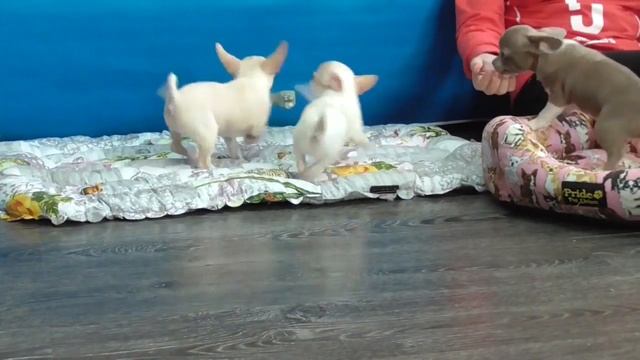 Мини и Стандарт Щенки чихуахуа 3 месяца смотреть онлайн