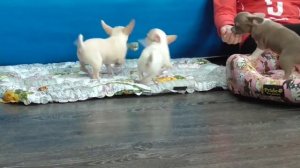 Мини и Стандарт Щенки чихуахуа 3 месяца