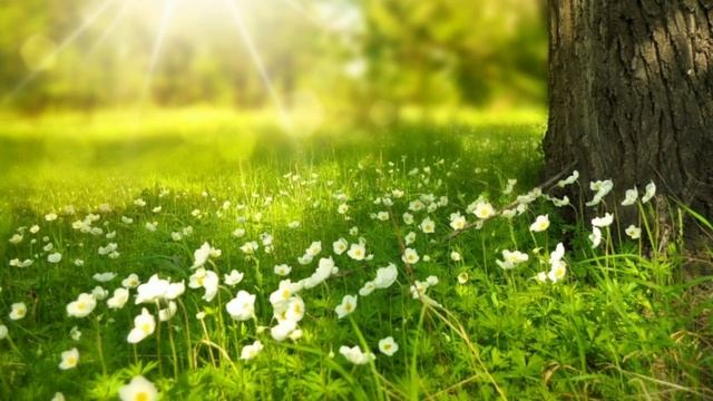 Calm background music for relaxation, sleep, meditation and yoga. Музыка для отдыха, сна, медитации смотреть онлайн