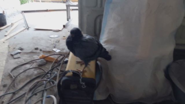 Обнаглевшие квартиранты!) смотреть онлайн