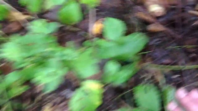 Подберезовики смотреть онлайн