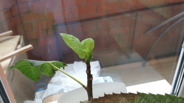 Инжир в Дмитрове. Первые бребы на Крымском черном. Февраль 2023. смотреть онлайн