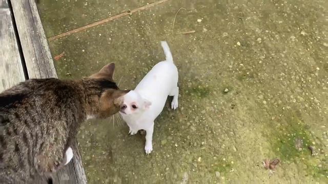 Прогулка с хвостиками, погода и сегодня нас радует. смотреть онлайн