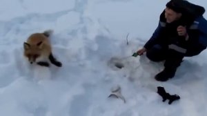 Как лиса,воровала у рыбаков рыбу на зимней рыбалке