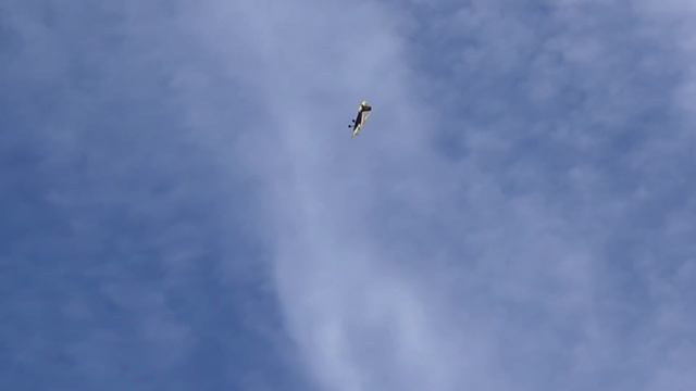 Legacy Aviation 65" Turbo Bushmaster смотреть онлайн