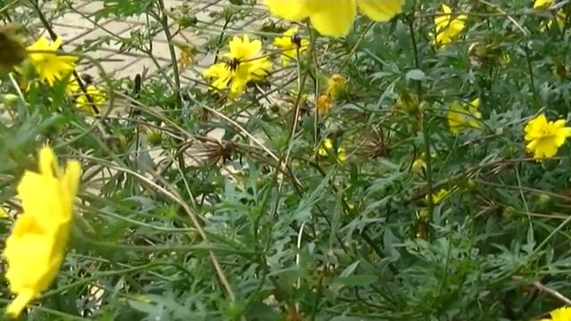 Gardenia Yellow Flowers | gardenia nyc reviews