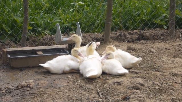 Муларды месяц спустя и совет по выбору утят при покупке смотреть онлайн