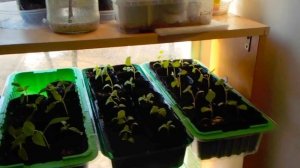 Подкормка рассады перекисью водорода.